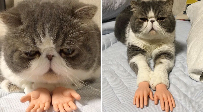 This Cat With Prosthetic Human Hands Is Going Viral