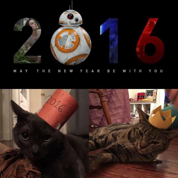 No, We Don't Ever Do Anything To Annoy Our Cats.... ;)