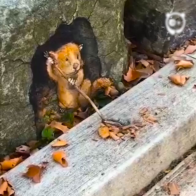 Chalk-Drawn Adventures By David Zinn