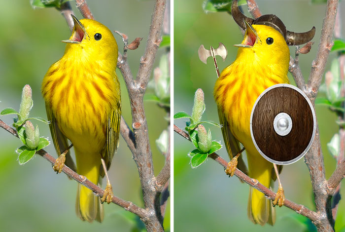 Challenge: Photoshop This Screaming Bird