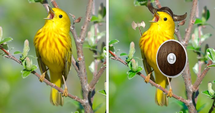 Challenge: Photoshop This Screaming Bird