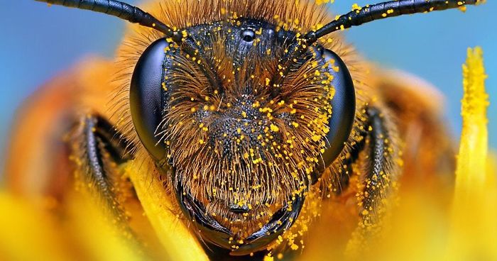 Cheerios Will Send You 500 Wildflower Seeds For Free To Help Save The Bees