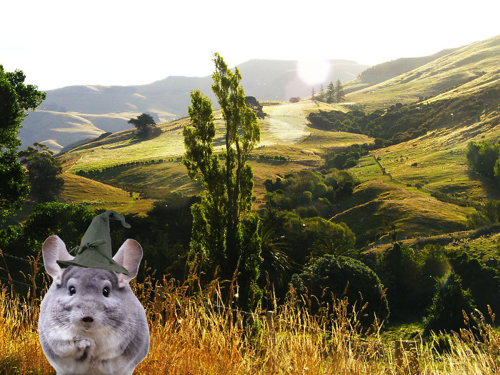 Lord Of The Chinchillas