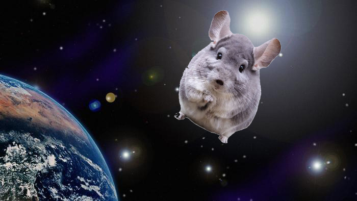 Chinchilla Are Go!