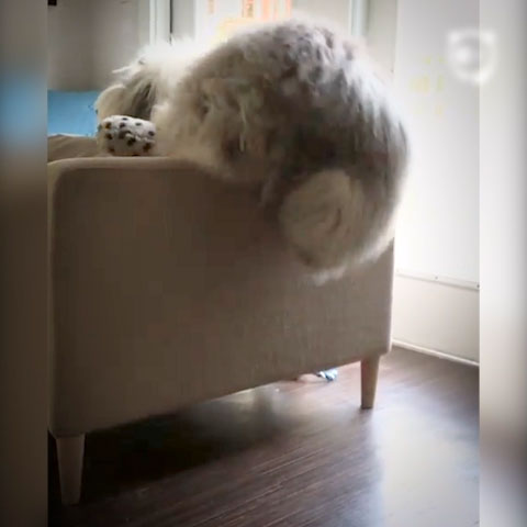 World's Clumsiest Dog