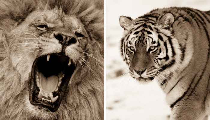 Big Cats: I’ve Spent 10 Years Photographing These Wild And Loving Creatures (Part 3)