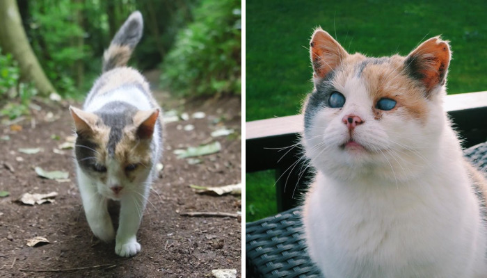 Meet Stevie – A Blind Cat Who Loves To Hike
