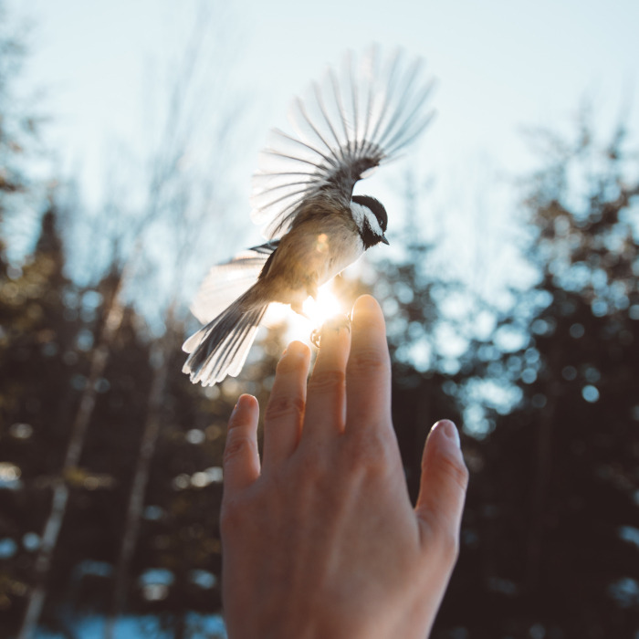 How I Got Seduced By Wildlife Photography