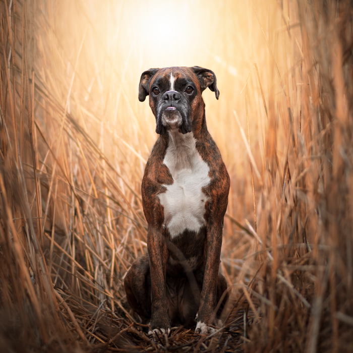 Meet Strawberry The Most Expressive Boxer Who Loves Hiking