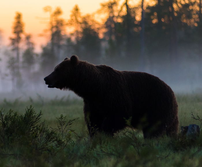 I Waited 15 Hours A Day To Find The Biggest Bear In Finland
