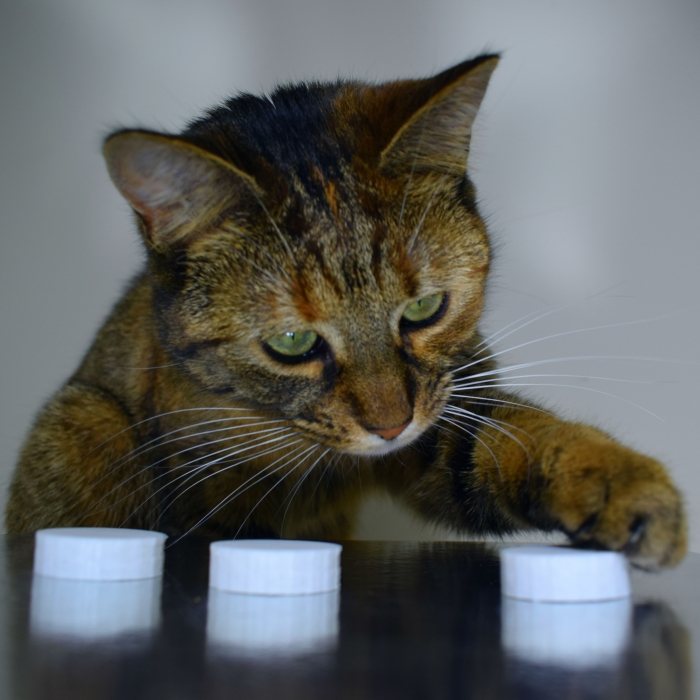 How To Play Shell Game With Your Pet