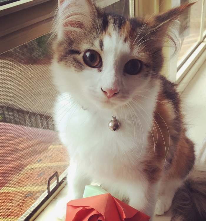 My Cats Help Me Calm Down From My Anxiety Attacks