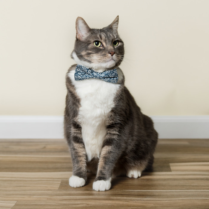 I Love My Cat And Did A Birthday Cake Smash Photoshoot For His 10th Birthday Because I’m Crazy