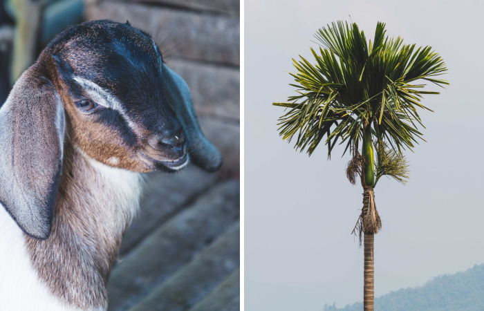 Climbing What I Call Home