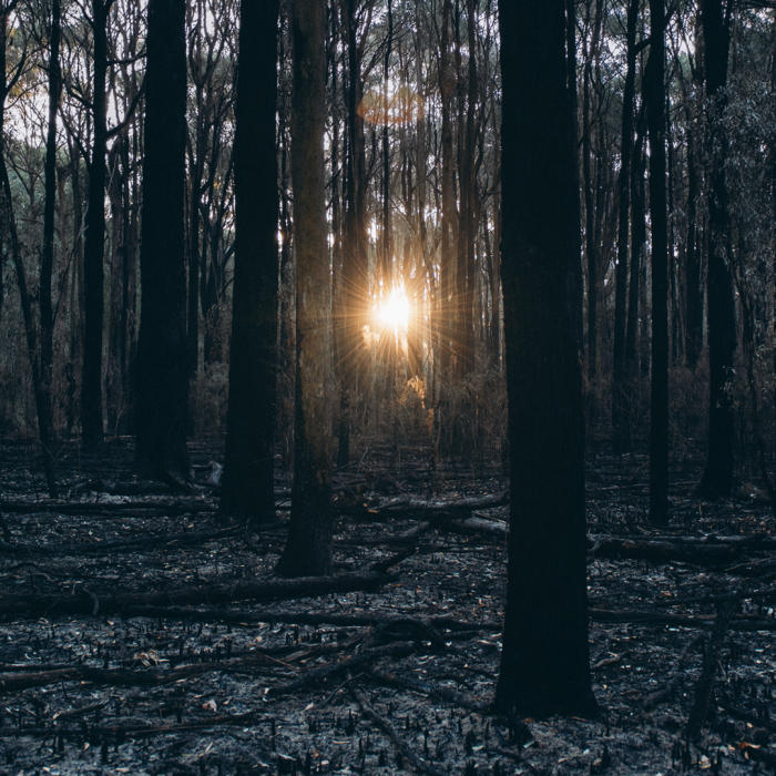 Hiking Through A Burnt Forest
