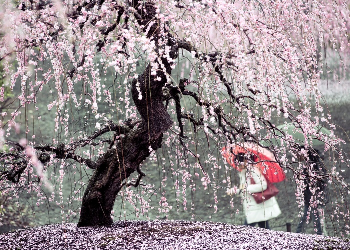 I Captured Plum Trees Blooming In Japan (Part 2)