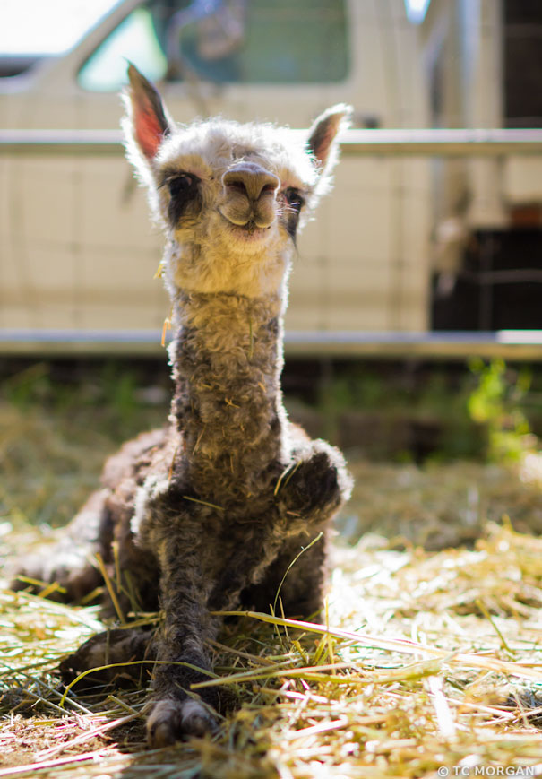 Baby Alpaca