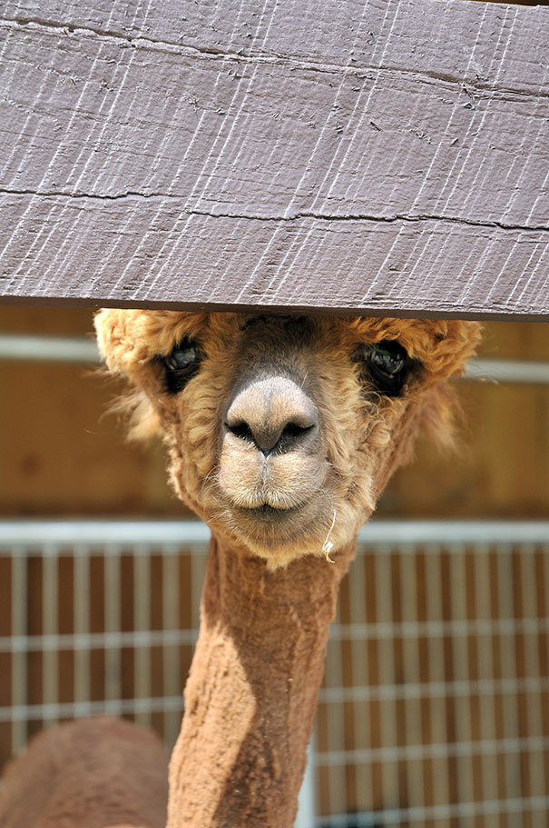 Those Cute Huge Eyes