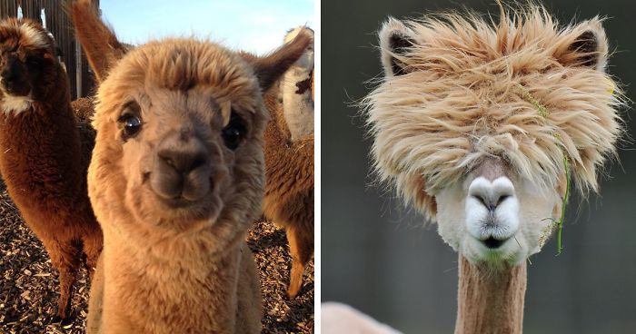 37 Alpacas That Will Make Your Day