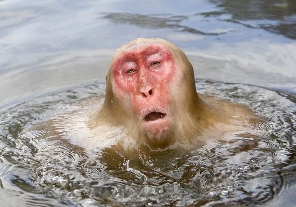 This Monkey Is Dissolving
