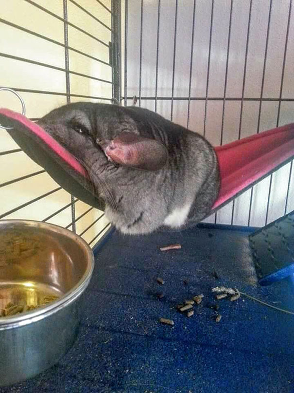 Melting Chinchilla