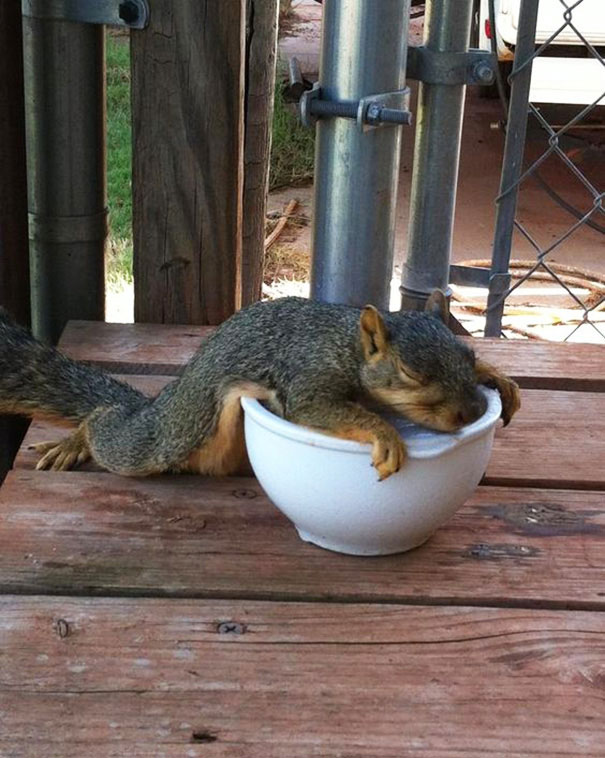 Melting Squirrel