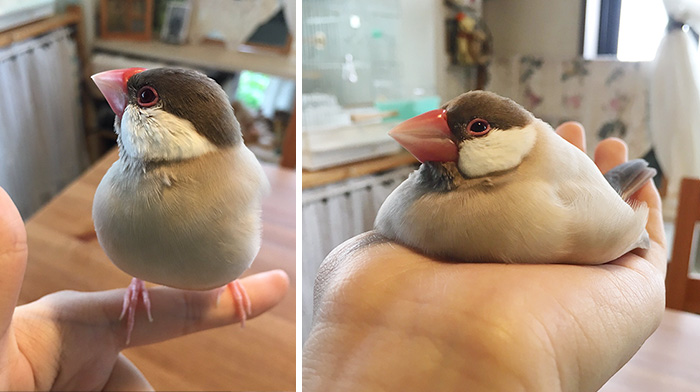 10+ Animales que se derriten (como nuestro corazón al verlos)