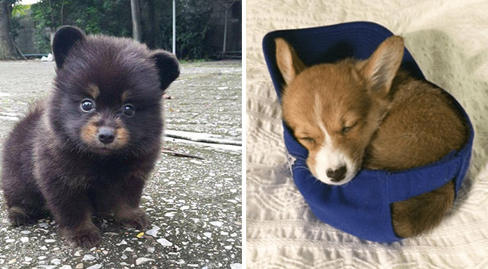 20 Perritos adorables para celebrar el Día del Cachorro