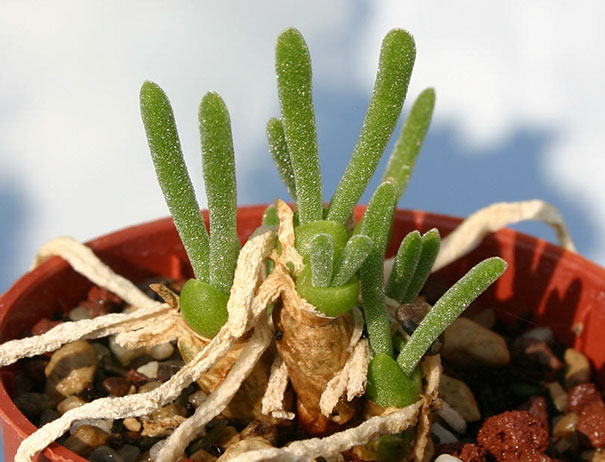 Japanese Are Going Crazy About These Bunny Succulents Japanese Are Going Crazy About These Bunny Succulents