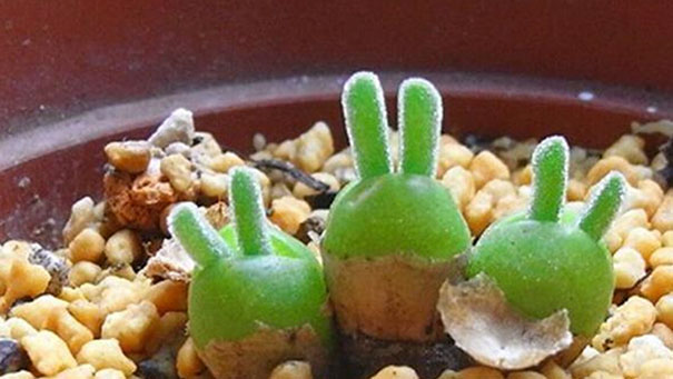 Japanese Are Going Crazy About These Bunny Succulents Japanese Are Going Crazy About These Bunny Succulents
