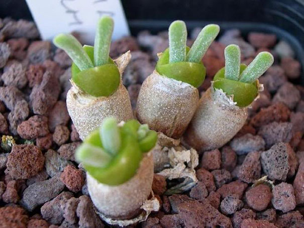Japanese Are Going Crazy About These Bunny Succulents Japanese Are Going Crazy About These Bunny Succulents