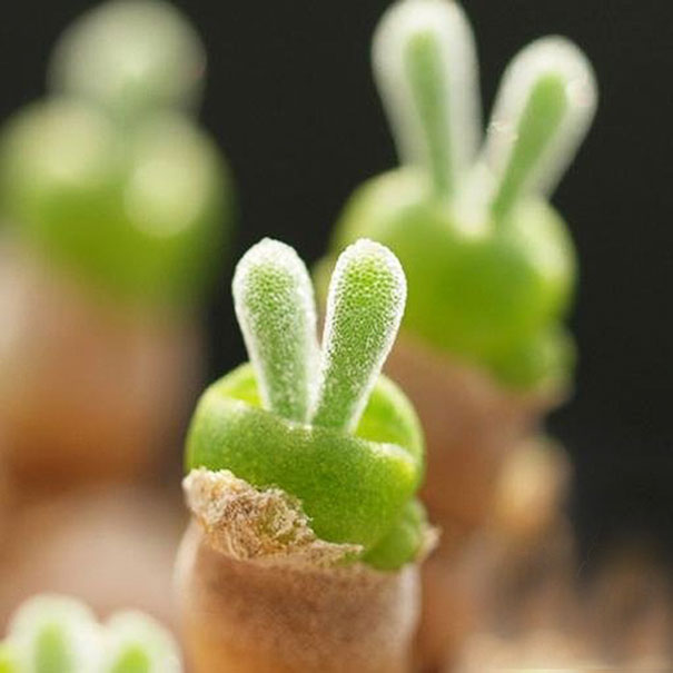 Japanese Are Going Crazy About These Bunny Succulents Japanese Are Going Crazy About These Bunny Succulents