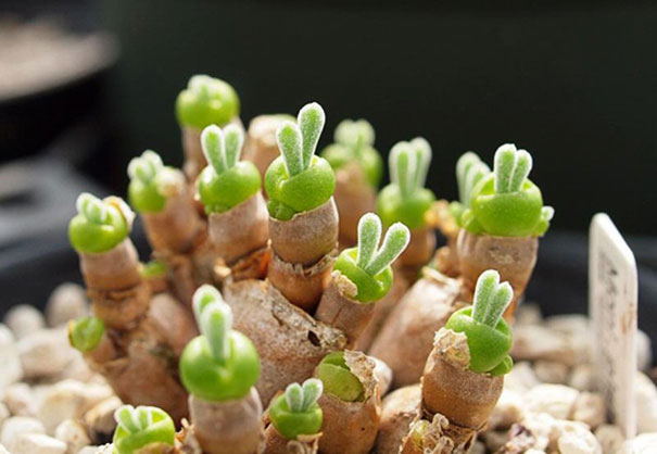 Japanese Are Going Crazy About These Bunny Succulents Japanese Are Going Crazy About These Bunny Succulents