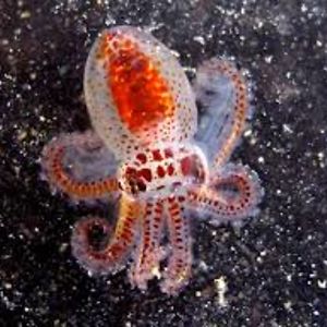 nuggle-fowler avatar