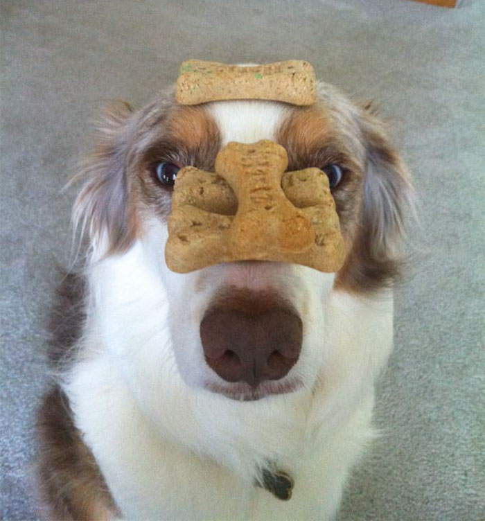 I'm Pretty Sure My Friends Dog Hates Her