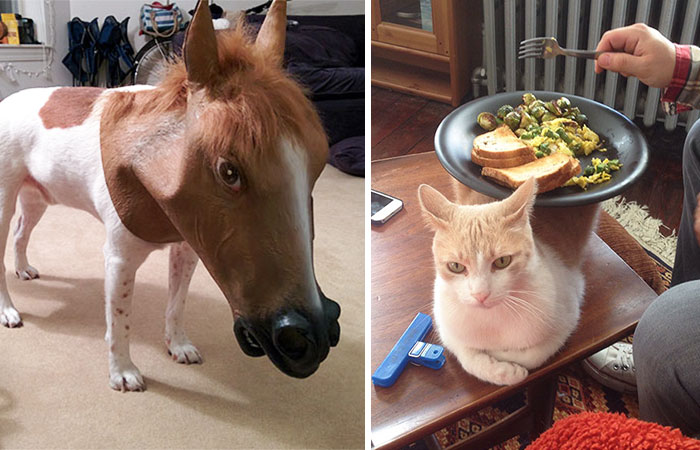 Do You Like Annoying Your Pets (Mildly)? (Add yours)