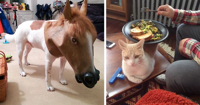 Do You Like Annoying Your Pets (Mildly)? (Add yours)