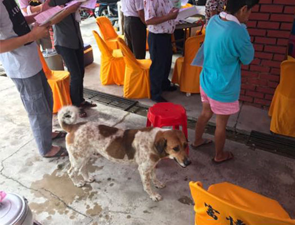 dog-follows-funeral-procession-bobby-malaysia-12 dog-follows-funeral-procession-bobby-malaysia-12