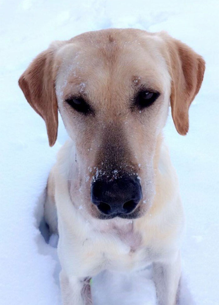 A Tool Planted By The US Government Just Killed This Family&rsquo;s Dog &ndash; And It Could Have Killed Their Son