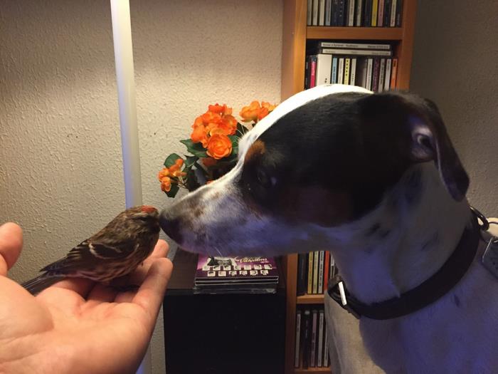 dog-saves-unconscious-bird-diamond-iceland-6 dog-saves-unconscious-bird-diamond-iceland-6