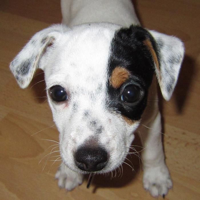 dog-saves-unconscious-bird-diamond-iceland-8 dog-saves-unconscious-bird-diamond-iceland-8