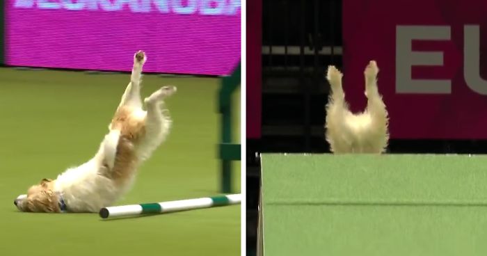 This Jack Russell’s Hilariously Bad Run Is Going Viral, And You’ll Have To Watch It