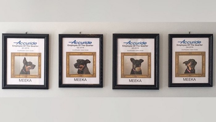 dog-wins-best-employee-awards-meeka-10