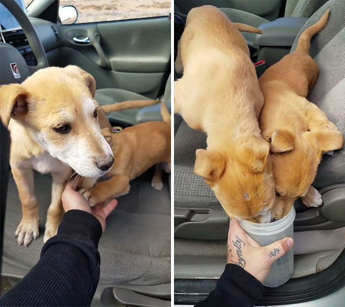 dumped-abandoned-puppies-desert-2 dumped-abandoned-puppies-desert-2