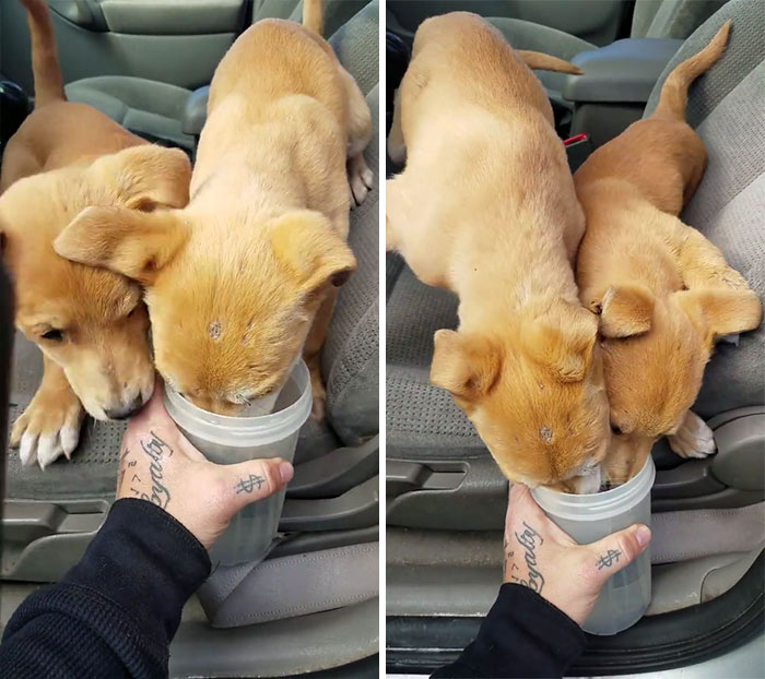 dumped-abandoned-puppies-desert-3 dumped-abandoned-puppies-desert-3