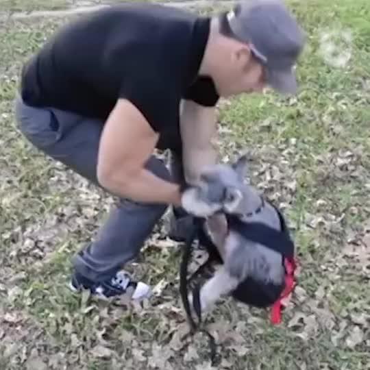 Awesome Dog Backpack