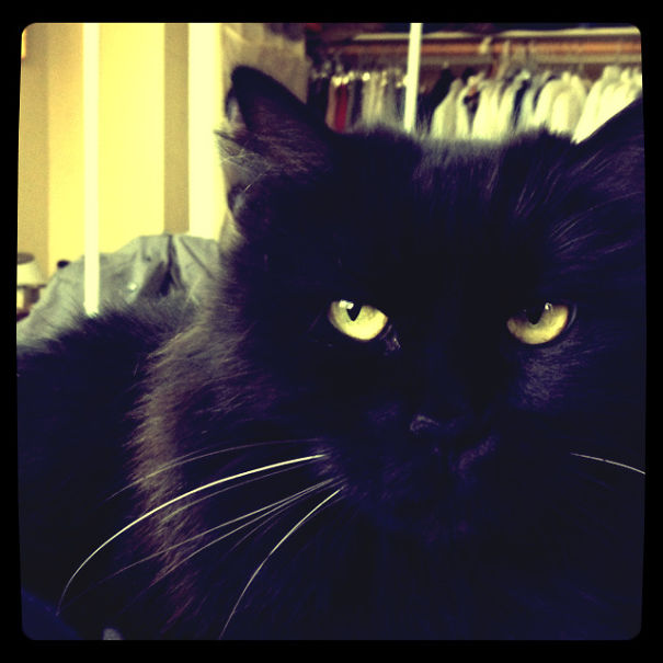 Wednesday Meets Her New Cat Brother, Grif. This Is Her, Happy.