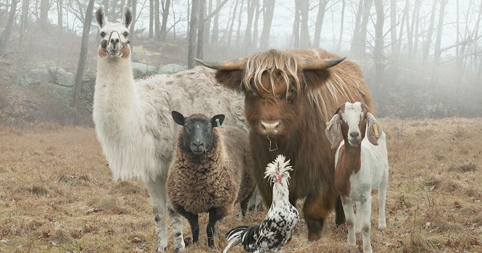 This Photographer Photographs Farm Animal Like No One Else