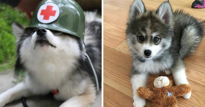 Meet Norman, A Husky-Pomeranian Puppy That’s So Cute It Doesn’t Even Look Real