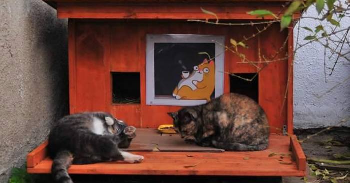 We Built Tiny Houses For Homeless Cats In Riga To Help Them Survive Winter